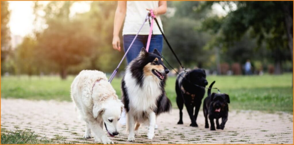 Ζητείται Pet sitter για φροντίδα κατοικιδίου, (Αμοιβή €5/ώρα)