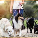 Ζητείται Pet sitter για φροντίδα κατοικιδίου, (Αμοιβή €5/ώρα)