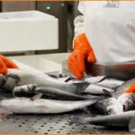 Ζητούνται Εργάτες/Εργάτριες από εργαστήριο επεξεργασίας και συσκευασίας ψαριών (Μισθός 950€)