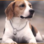 Ζητείται pet sitter για φιλοξενία σκύλου από 10/8 έως 17/8 (Αμοιβή €5/ώρα)