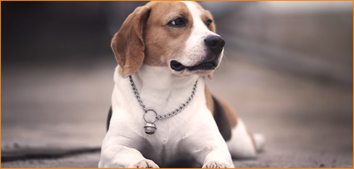 Ζητείται pet sitter για φιλοξενία σκύλου από 10/8 έως 17/8 (Αμοιβή €5/ώρα)