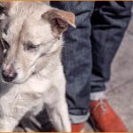 Ζητείται pet sitter για φροντίδα κατοικίδιου (10€/ώρα - Mερική απασχόληση)
