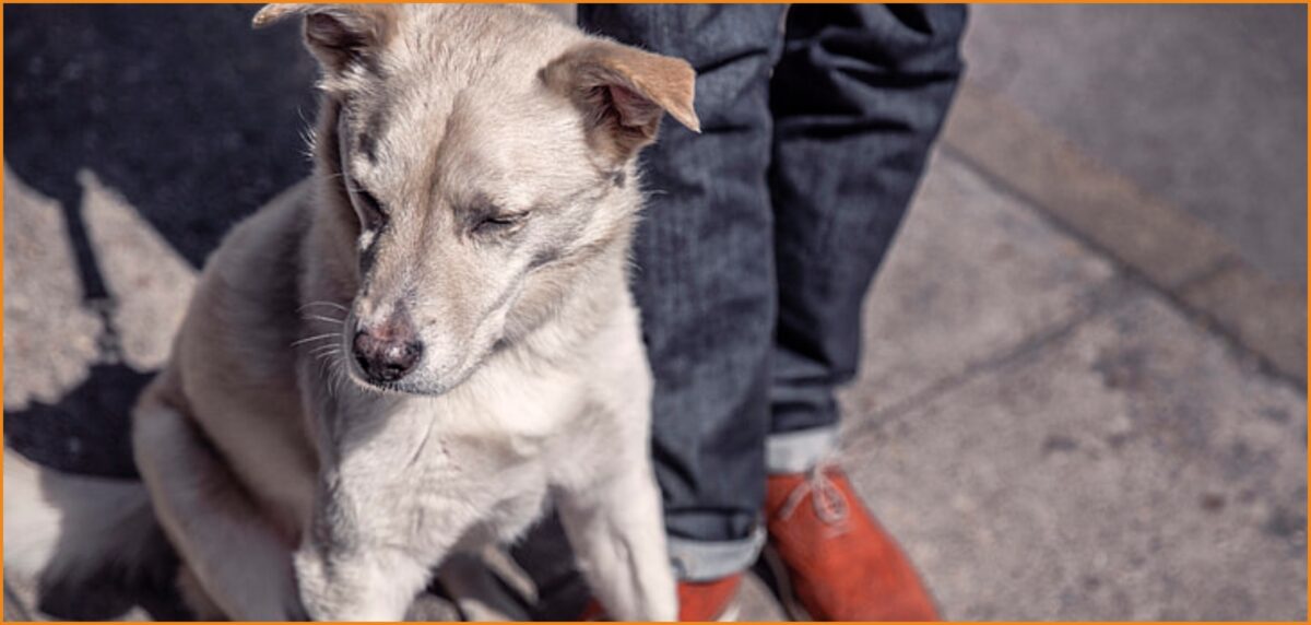 Ζητείται pet sitter για φροντίδα κατοικίδιου (10€/ώρα - Mερική απασχόληση)