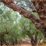 Ζητείται κηπουρός από κτήμα με ελιές για μερική απασχόληση