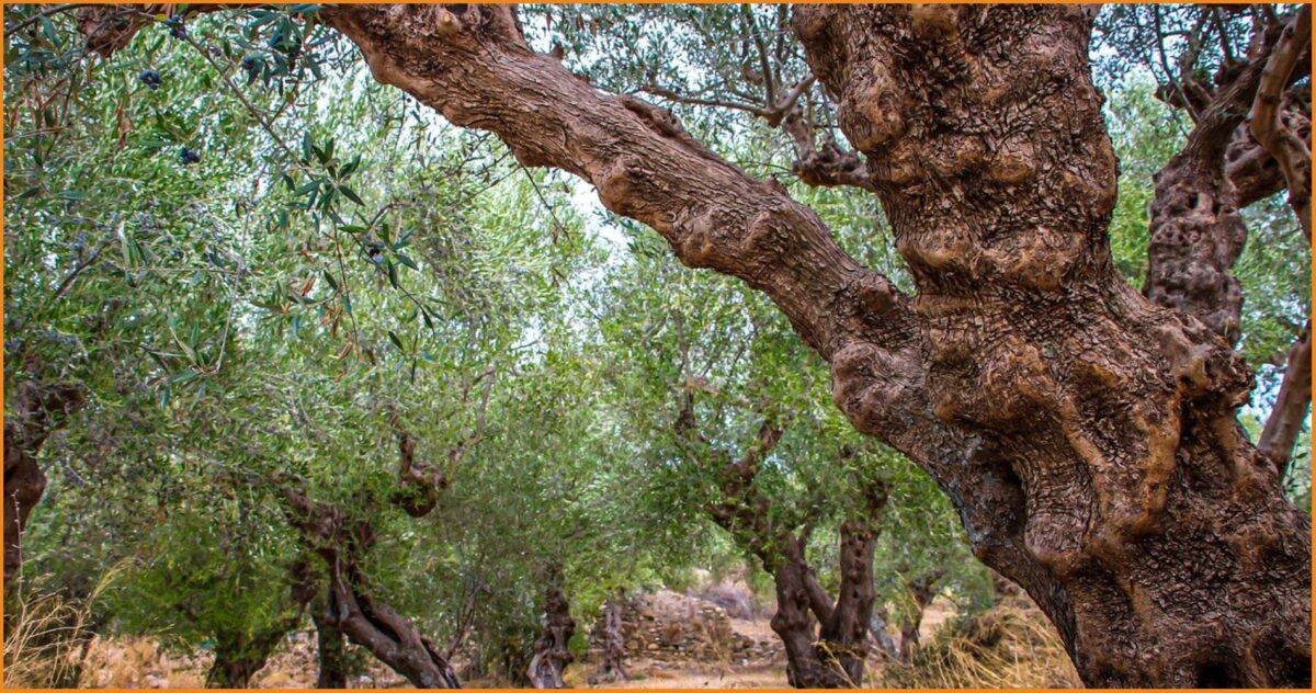 Ζητείται κηπουρός από κτήμα με ελιές για μερική απασχόληση