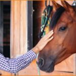 Ζητείται σταβλίτης (horse groom) για τη φροντίδα αλόγων σε ιδιωτική οικία