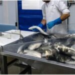 Ζητούνται άτομα από εργαστήριο επεξεργασίας/συσκευασίας ψαριών & θαλασσινών (900€)