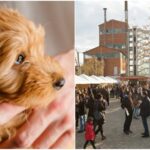 Ζητούνται petsitters για συμμετοχή στο Meet Market (10€/ώρα)