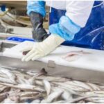 Εργάτης ή εργάτρια ζητείται για εργασία σε χώρο παραγωγής & συσκευασίας ψαριών