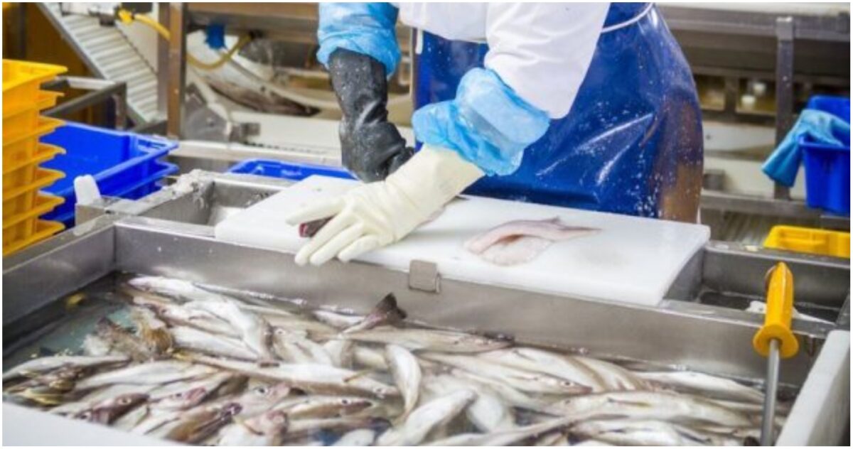 Εργάτης ή εργάτρια ζητείται για εργασία σε χώρο παραγωγής & συσκευασίας ψαριών