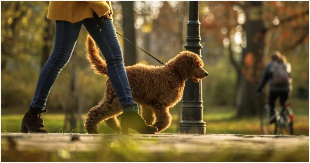 Pet sitter ζητείται για βόλτα σκύλου & τάισμα (Μερική απασχόληση-15€/ώρα)