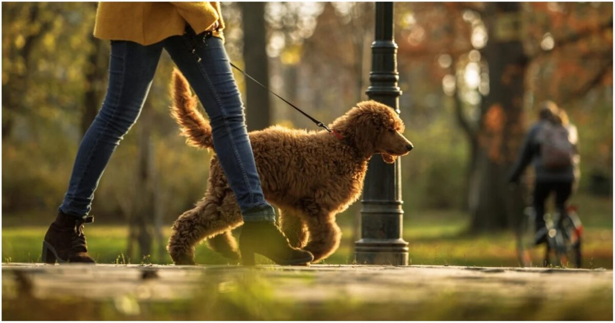 Pet sitter ζητείται για βόλτα σκύλου & τάισμα (Μερική απασχόληση-15€/ώρα)