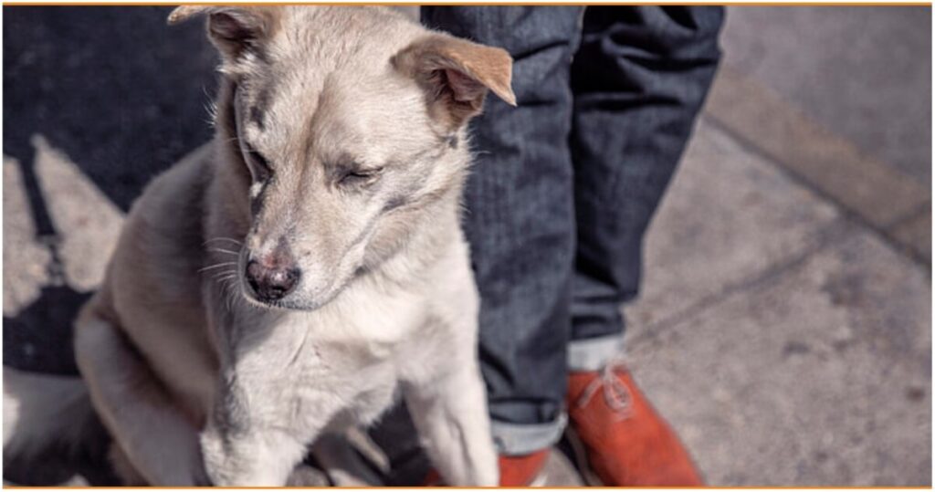 Pet sitter ζητείται για φιλοξενία κατοικίδιου (Μερική απασχόληση)