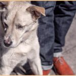 Pet sitter ζητείται για φιλοξενία κατοικίδιου (Μερική απασχόληση)