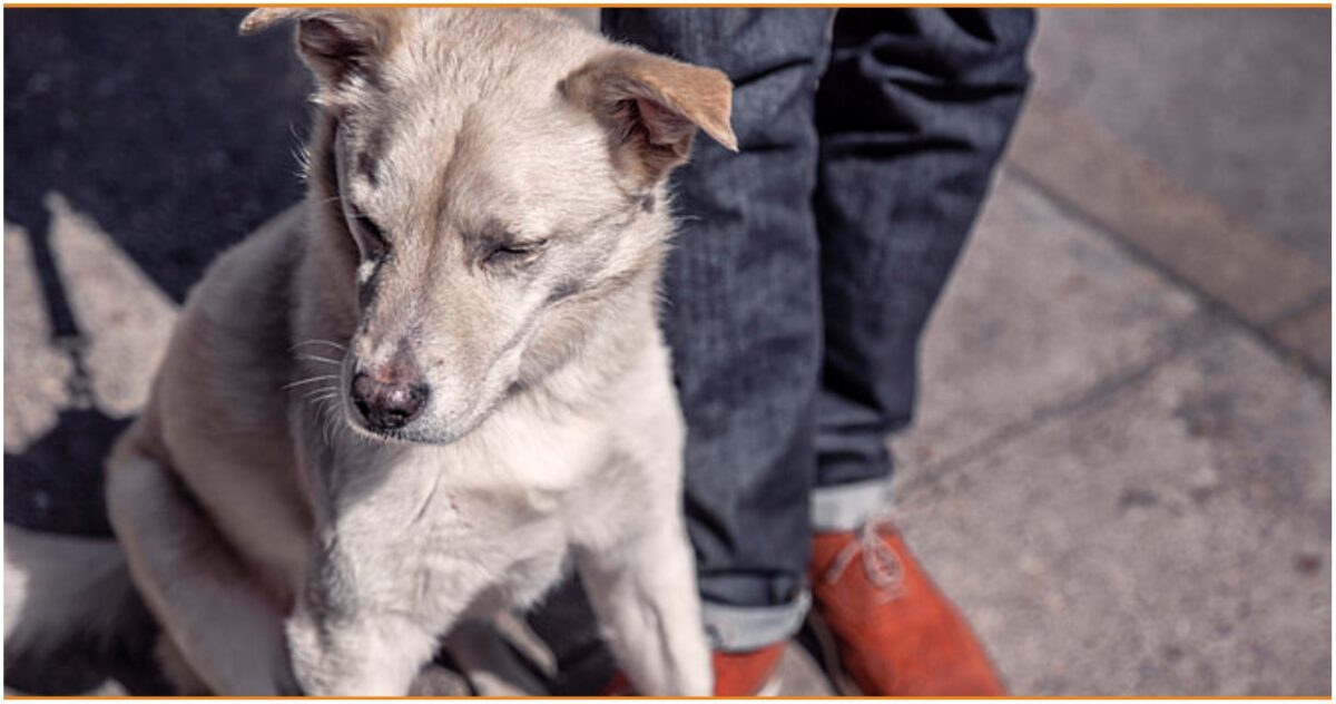 Pet sitter ζητείται για φιλοξενία κατοικίδιου (Μερική απασχόληση)