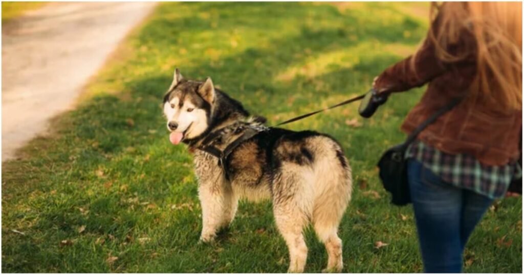 Pet sitter ζητείται για βόλτα σκύλου δυο μέρες την εβδομάδα