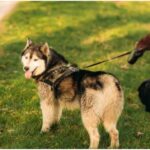 Pet sitter ζητείται για βόλτα σκύλου δυο μέρες την εβδομάδα