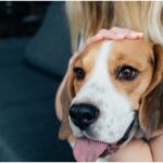 Pet sitter ζητείται για φιλοξενία κατοικίδιου