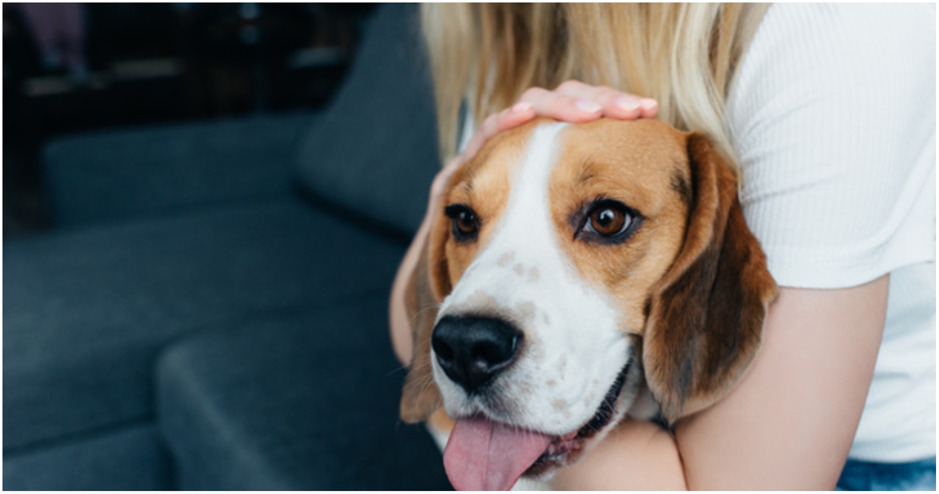 Pet sitter ζητείται για φιλοξενία κατοικίδιου