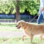 Ζητείται pet sitter μερικής απασχόλησης για βόλτα σκύλου