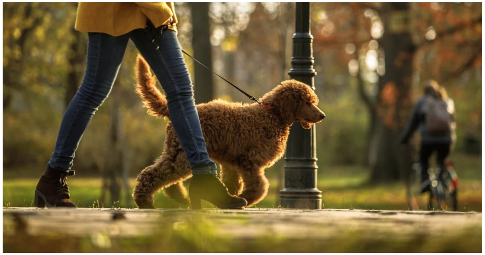 Ζητείται pet sitter για βόλτα σκύλου (Μερική απασχόληση)