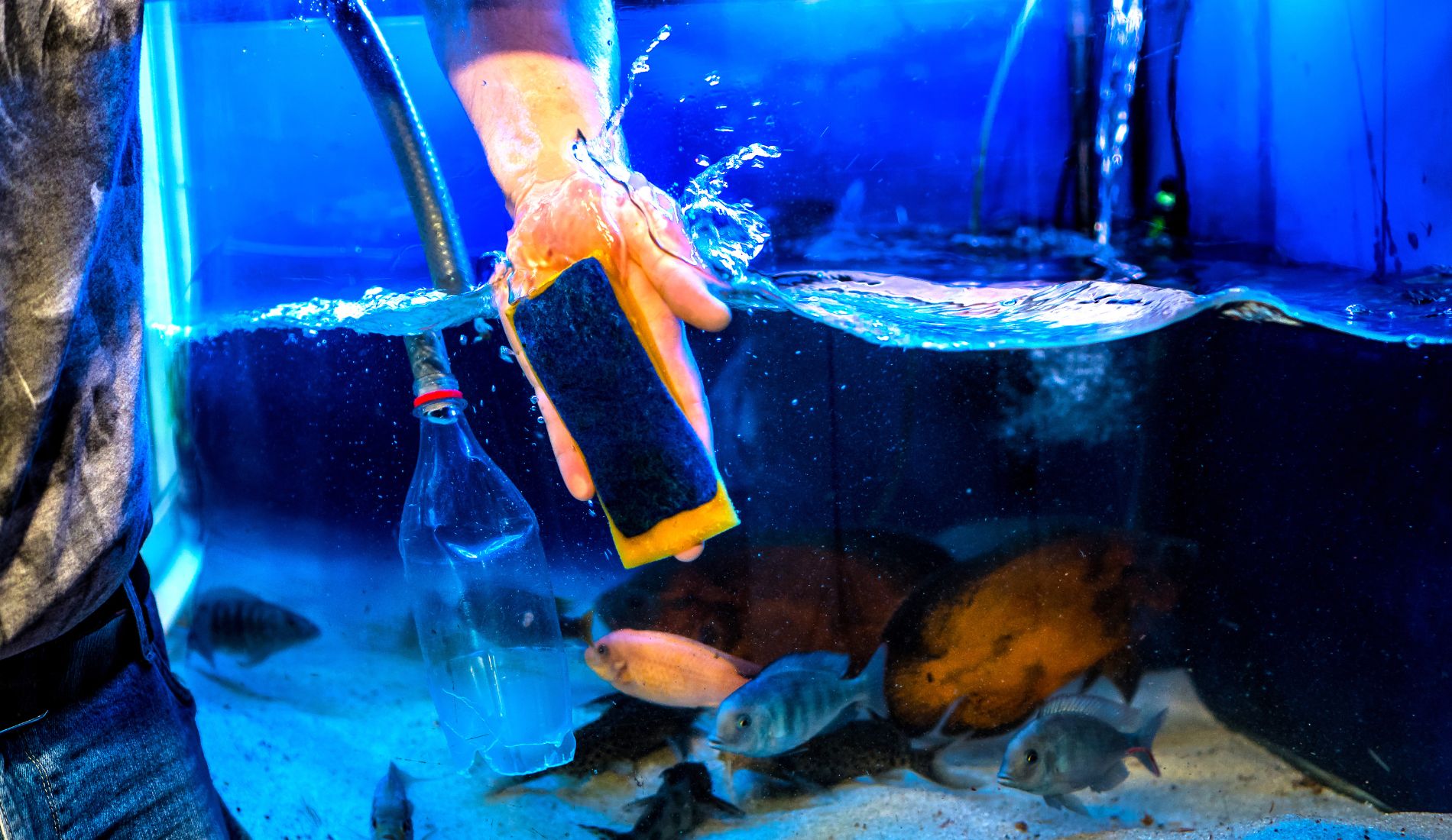Aquarist ζητείται για το ενυδρείο εμπορικού κέντρου