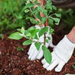 Ζητούνται εργάτες για κηπουρικές εργασίες σε φυτώριο