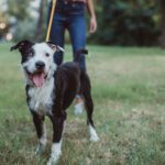 Pet sitter ζητείται για μερική απασχόληση