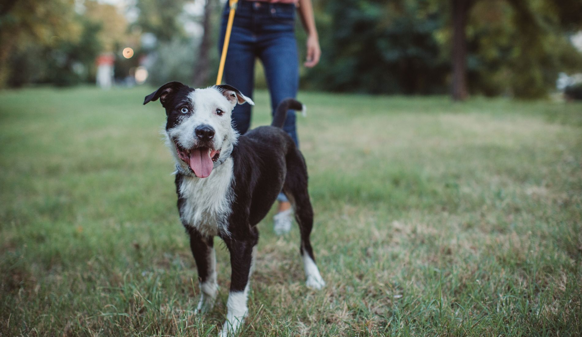Pet sitter ζητείται για μερική απασχόληση