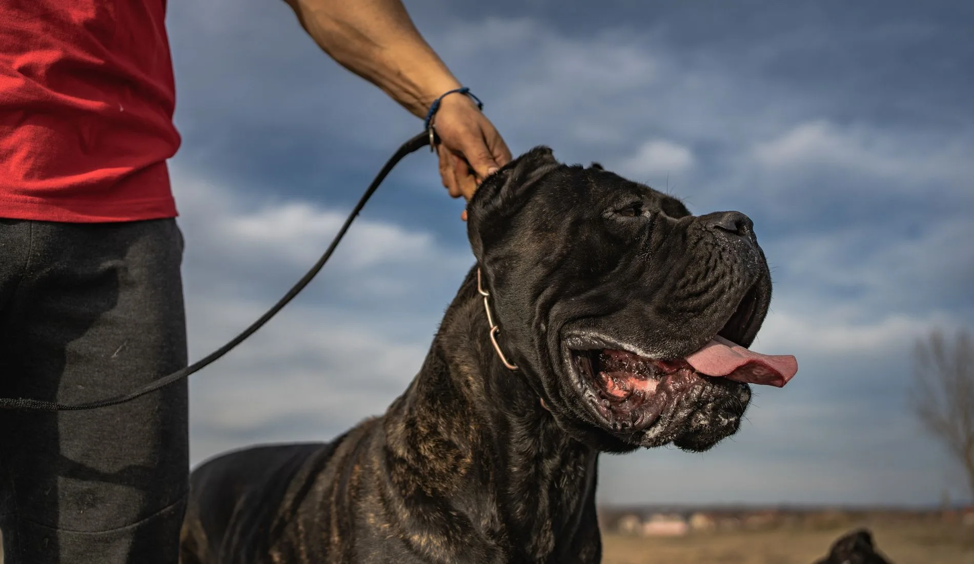 Ζητείται dog walker για μία ή δύο ημερήσιες βόλτες ενός cane corso 1 Ζητείται dog walker για μία ή δύο ημερήσιες βόλτες ενός cane corso
