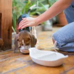 Ζητείται pet sitter για φροντίδα κατοικίδιου τρεις ημέρες