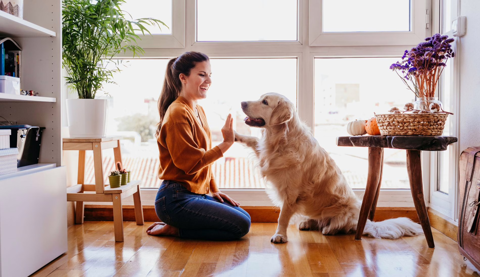 Pet sitter ζητείται για φιλοξενία σκύλου (Μερική απασχόληση) 1 Pet sitter ζητείται για φιλοξενία σκύλου (Μερική απασχόληση)