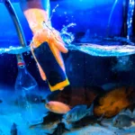 Aquarist ζητείται από γνωστό ενυδρείο για πενθήμερη πρωινή απασχόληση