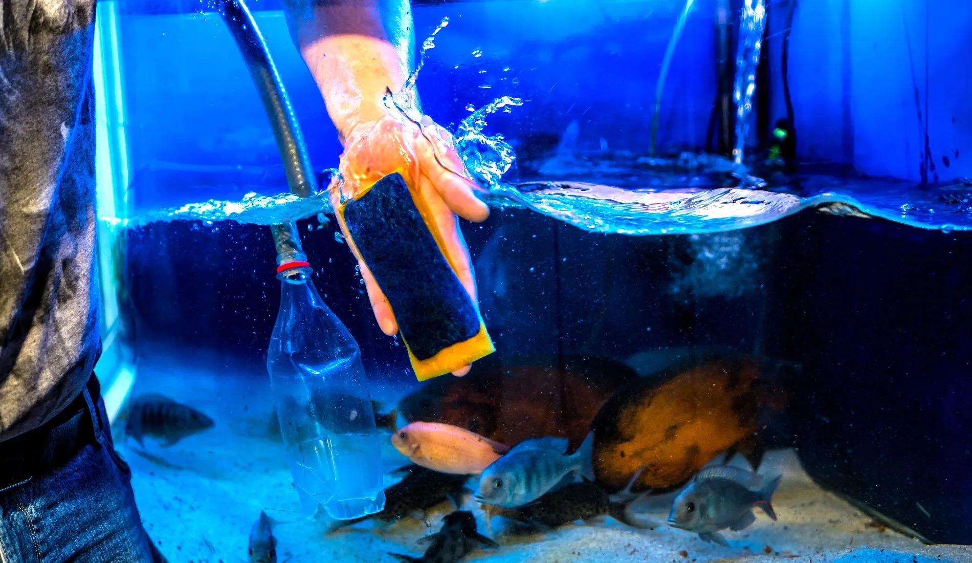 Aquarist ζητείται από γνωστό ενυδρείο για πενθήμερη πρωινή απασχόληση