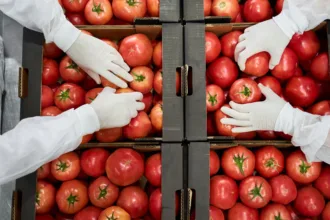 Εργάτες & εργάτριες ζητούνται από εργοστάσιο επεξεργασίας λαχανικών