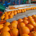Ανειδίκευτοι εργάτες & εργάτριες ζητούνται για μεγάλη βιομηχανία φρούτων